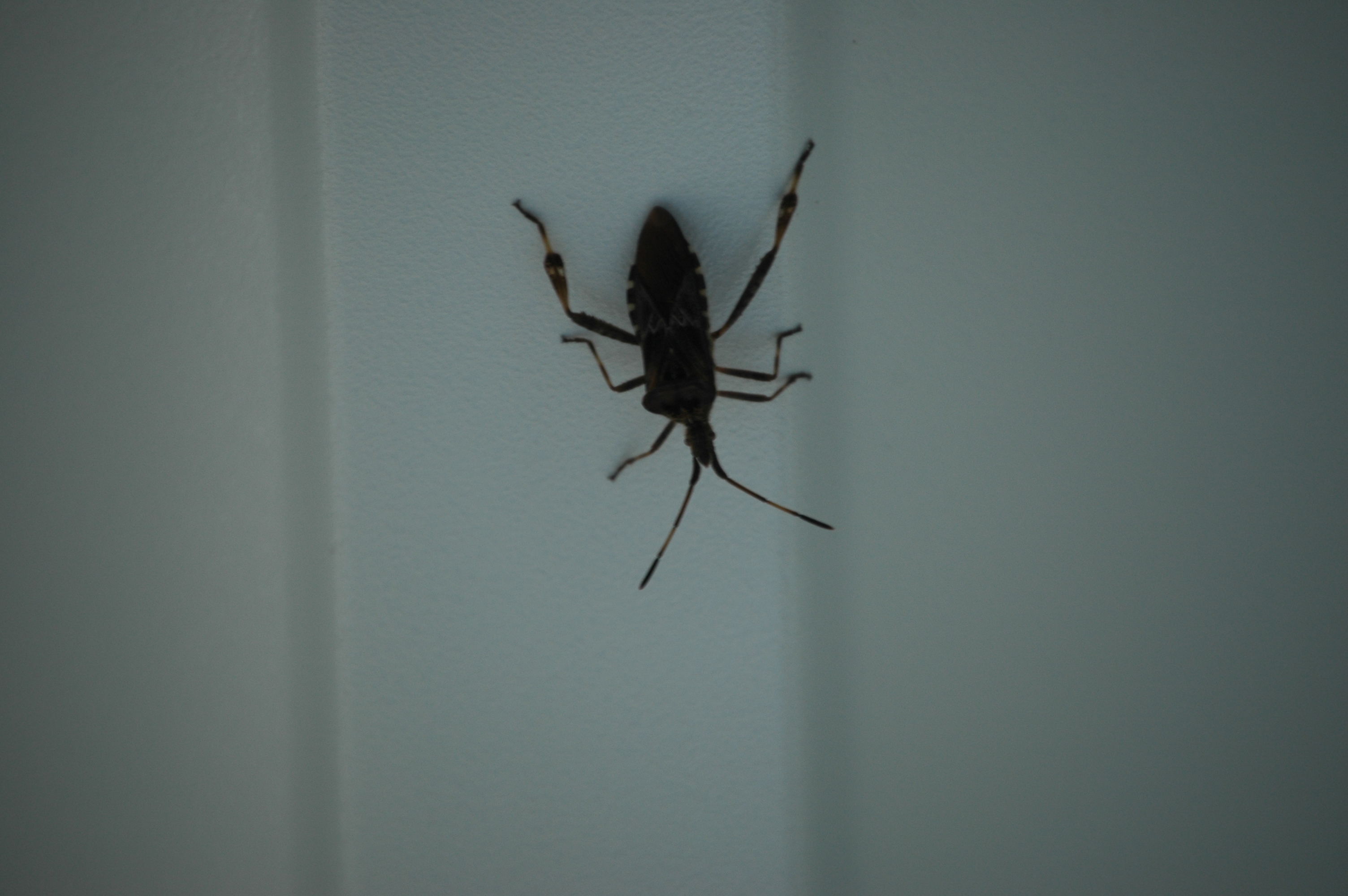 photos/wildlife/Invertebrate_Species/Canada/Canada 2007 108.jpg